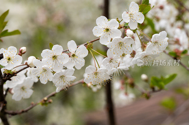 酸樱桃(Prunus cerasus)树在花园里开花